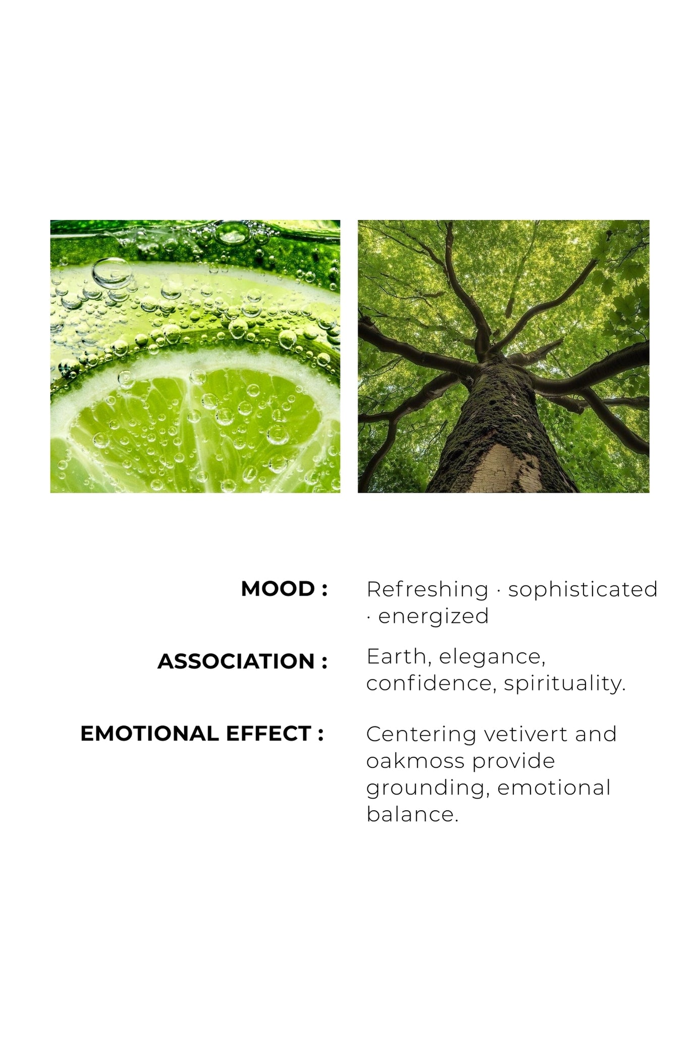 CITRUS & VETIVERT -  Lasting impression with every drop