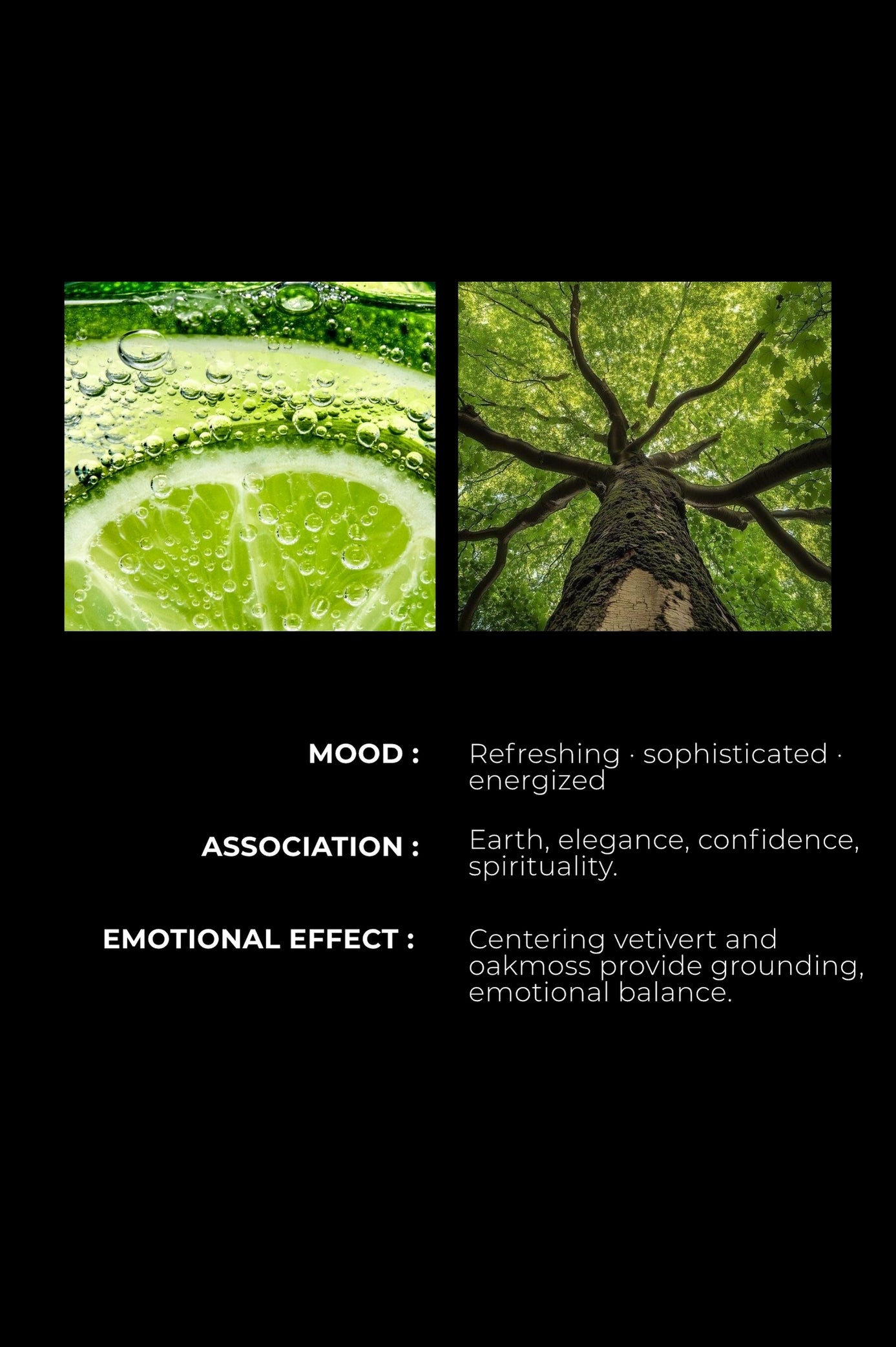 CITRUS & VETIVERT -  Lasting impression with every drop